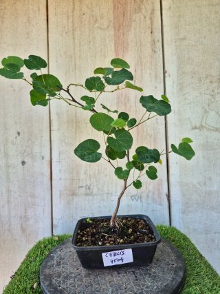 Prebonsai Cercis siliq. 4504