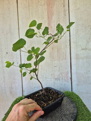 Prebonsai Cercis siliq. 4504