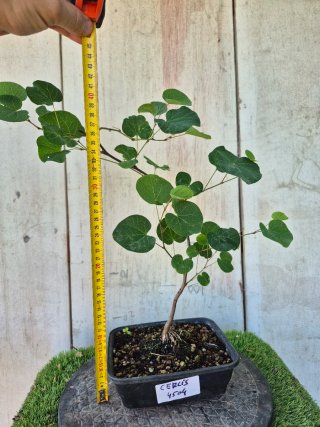 Prebonsai Cercis siliq. 4504