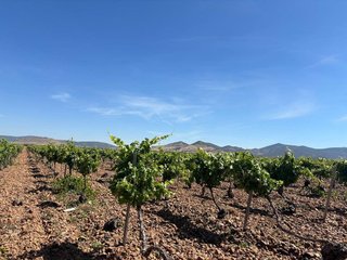 Terreno en venta en Malagón