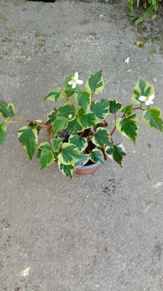 Planta de estanque variegada