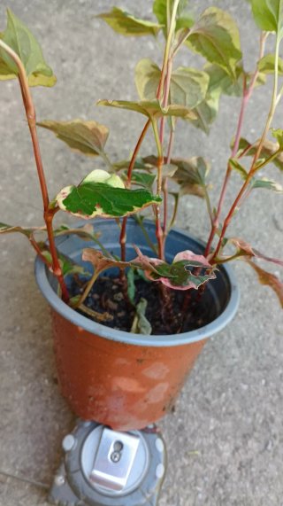 Planta de estanque variegada