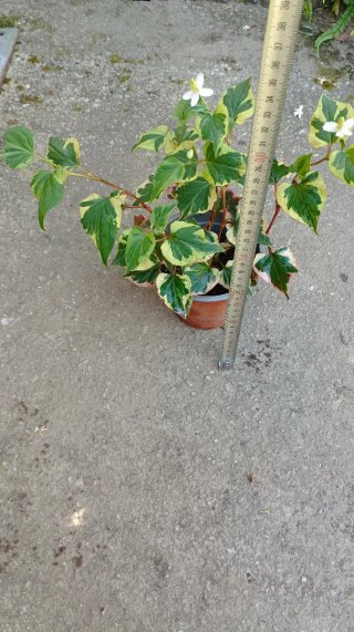 Planta de estanque variegada