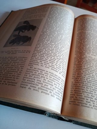 ABC y XYZ de la Apicultura. 1948.