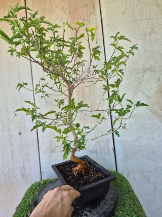Prebonsai Morera 601