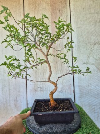 Prebonsai Morera 601