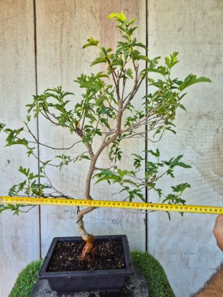 Prebonsai Morera 601