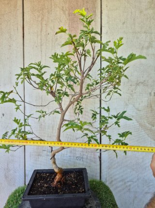 Prebonsai Morera 601