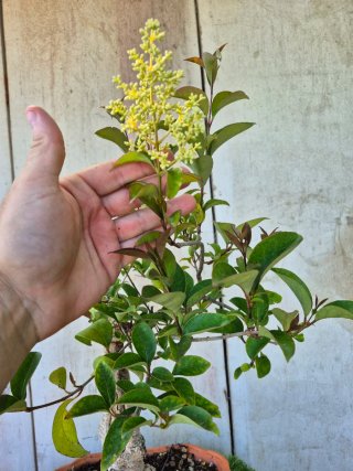Ligustrum terrina baja ref75