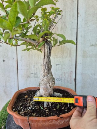 Ligustrum terrina baja ref75