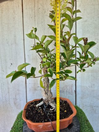 Ligustrum terrina baja ref75