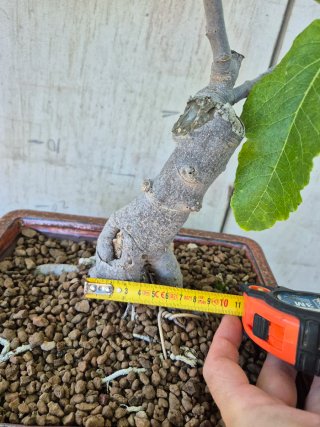 Bonsái Higuera Ficus Carica 601