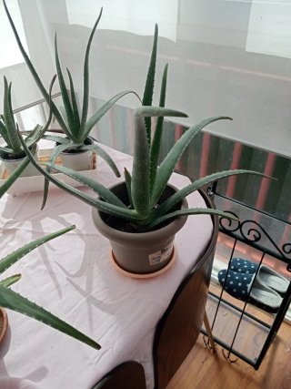Plantas de Aloe Vera desde 5€.No se hacen envios