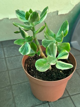 Crassula ovata Tricolor Planta Suculenta