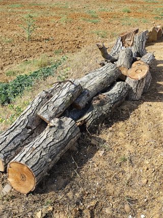 Leña de nogal para chimenea