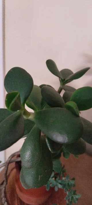 Árbol Jade y Sedum Palmeri Maceta Barro