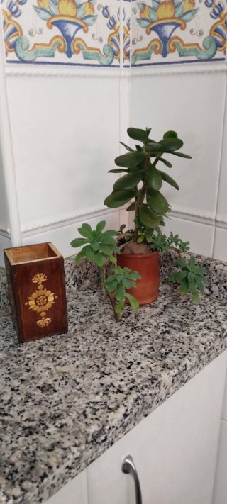 Árbol Jade y Sedum Palmeri Maceta Barro
