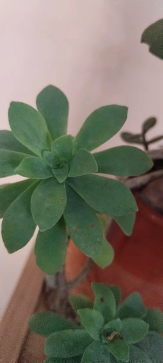 Árbol Jade y Sedum Palmeri Maceta Barro