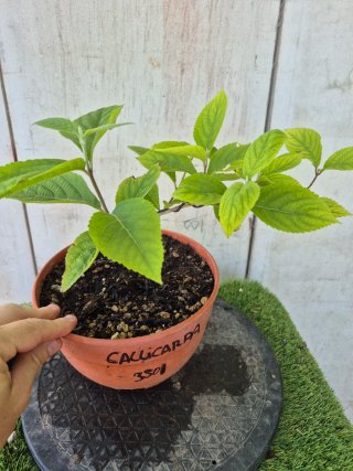 Callicarpa prebonsai 3501