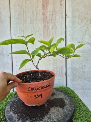 Callicarpa prebonsai 3501