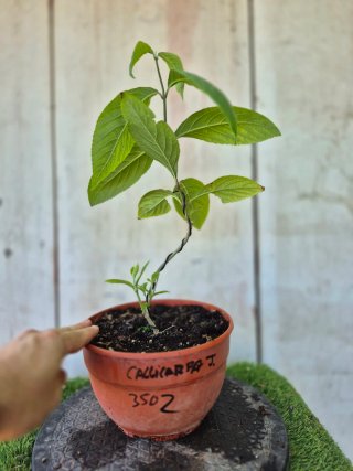 Callicarpa Prebonsai 350Z