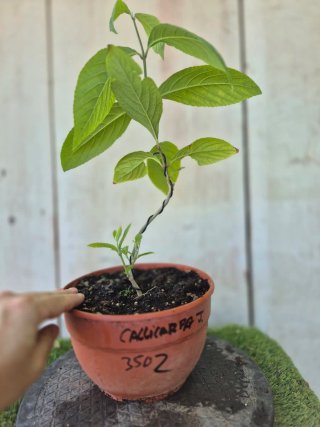 Callicarpa Prebonsai 350Z