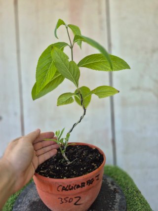 Callicarpa Prebonsai 350Z