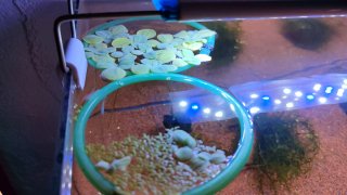 Acuario 60l completo