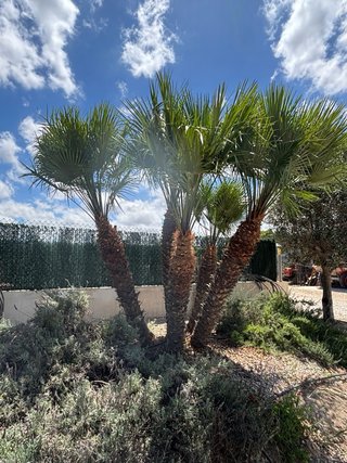 Palmera Chamaerops Humilis (Palmito)