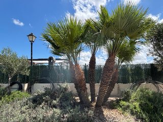 Palmera Chamaerops Humilis (Palmito)