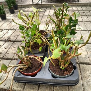 Set 6 Kalanchoe Mix