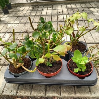 Set 6 Kalanchoe Mix
