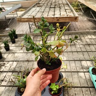Set 6 Kalanchoe Mix