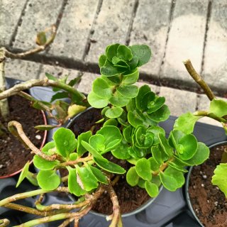 Set 6 Kalanchoe Mix