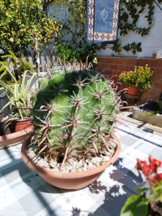 Cactus grande en maceta de barro