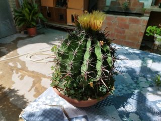 Cactus grande en maceta de barro