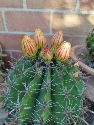 Cactus grande en maceta de barro