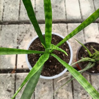 Set 2 Piante Sanseveria e Tillandsia