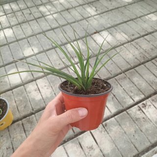 Set 2 Piante Sanseveria e Tillandsia