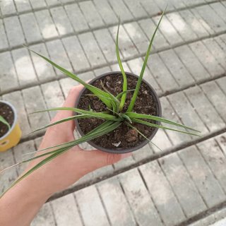 Set 2 Piante Sanseveria e Tillandsia