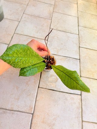 Hoya Sabah
