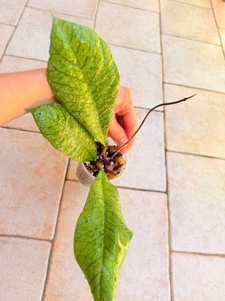 Hoya Sabah