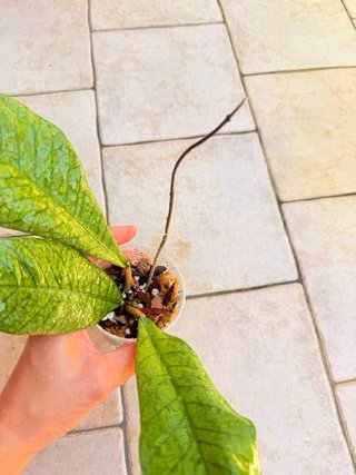 Hoya Sabah