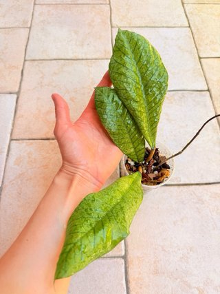 Hoya Sabah
