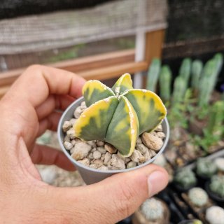 Astrophytum koy ho