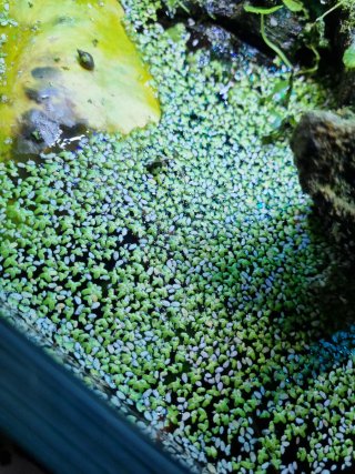 Lenteja de agua para acuario y estanque