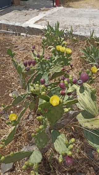 Talee Opuntia stricta
