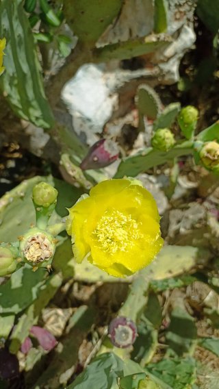Talee Opuntia stricta