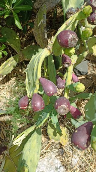 Talee Opuntia stricta