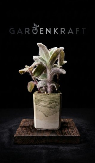 Tradescantia sillamontana